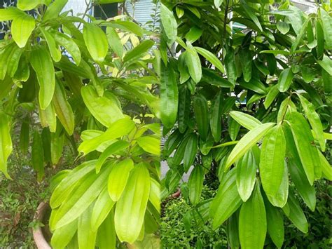 月桂 種植|月桂葉種植指南：種植繁茂月桂葉的秘訣 